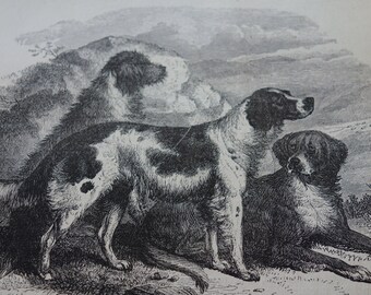 Setters grouping of dogs original 1870 etching from the Animal Kingdom Matted for 8 by 10 frame - gift for animal lover nature love