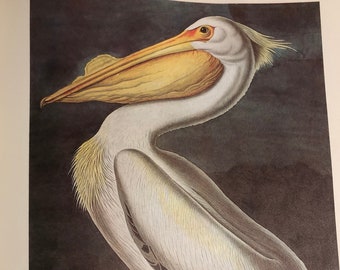 Witte pelikaan door James Audubon grote kleurenplaat originele gepubliceerde afdruk 1978 Amerikaanse vogel voor je volière Eenvoudig in te lijsten muurkunst