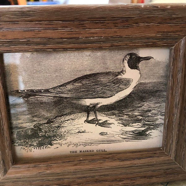 Tiny Masked Gull | Framed 1888 Antique Original print | 4 by 3 inches | Shorebird | Beach House Decor | Ready to display