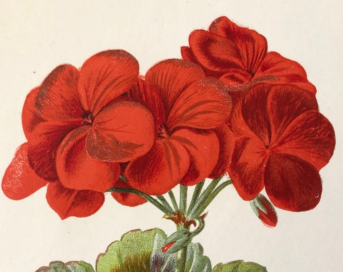 1883 Scarlet Geranium Antique Hand Colored Flower Print Original ...
