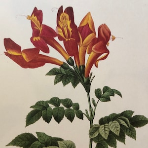 Begonia Capensis Redoute Red Flower Botanical Print Lithograph beautiful floral 13 by 10.5 in Matted Print framable