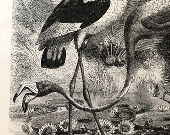 1888 Flamingo Black Headed Stork Print | Original Published lithograph | Diomedea |  Authentic Antique Wall Art | Rare bird |