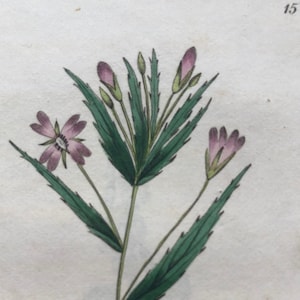 1825 Flower Willow Herb | Antique Botanical Hand colored English plant | Epilobium Tetragonum | Beautiful garden framable wall art