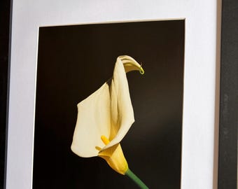 Framed Mapplethorpe Calla Lilly on black background | Wall art