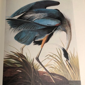 Great Blue Heron by James Audubon Color Plate from original 1800 print American bird For your Aviary 10 by 13 inch Easy to Frame Wall Art