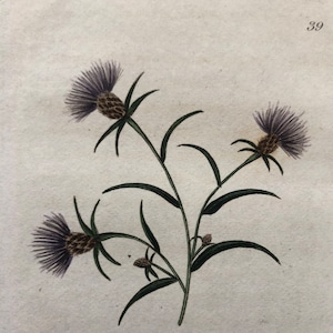 1825 Flower Etching Black Knapweed Antique Botanical Hand colored Centaurea Nigra Beautiful garden framable wall art image 1