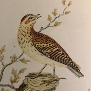 1947 Woodlark color print | Vintage Original Color Lithograph| Bird Print | Aviary Collection | for Framing | Wall Art
