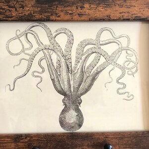 Könnte beinhalten: Eine gerahmte Schwarzweißillustration eines Kraken mit eingerollten Tentakeln. Der Rahmen ist aus braunem Holz mit einer abgenutzten Oberfläche.