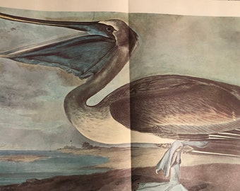 Brown Pelican van James Audubon Extra grote kleurenplaat Originele gepubliceerde print voor je volière Eenvoudig in te lijsten muurkunst