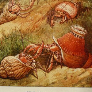 May include: A watercolor illustration of four hermit crabs in various shells. The crabs are red and brown with black eyes. The shells are a variety of colors and patterns. The background is a sandy beach with green grass.