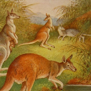 Kangaroos - Australia Outback Marsupials vintage color print- 1904  gift for animal lover great framable print