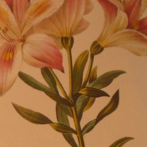 Lily Alstroemeria Pelegrina Redoute Flower Botanical Print Lithograph beautiful garden floral decor 1990 Lily of the Incas 13 by 10.5 in image 3