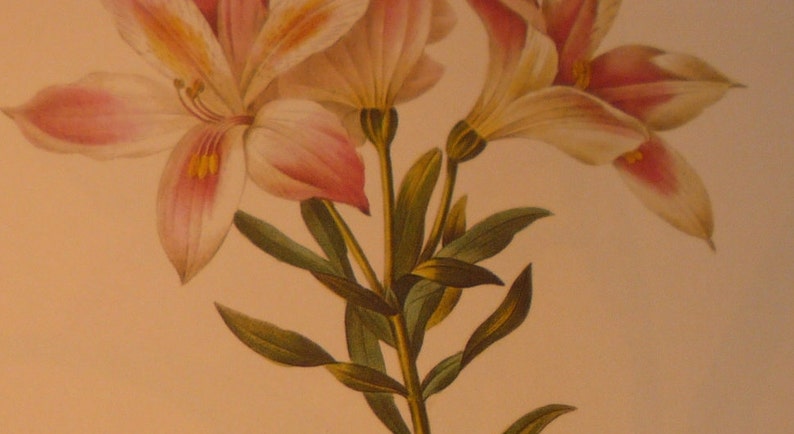 Lily Alstroemeria Pelegrina Redoute Flower Botanical Print Lithograph beautiful garden floral decor 1990 Lily of the Incas 13 by 10.5 in image 3