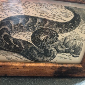 May include: A black and white illustration of a snake coiled around a flower. The snake is depicted in a realistic style, with detailed scales and a forked tongue. The flower is a water lily, with large petals and a prominent center.