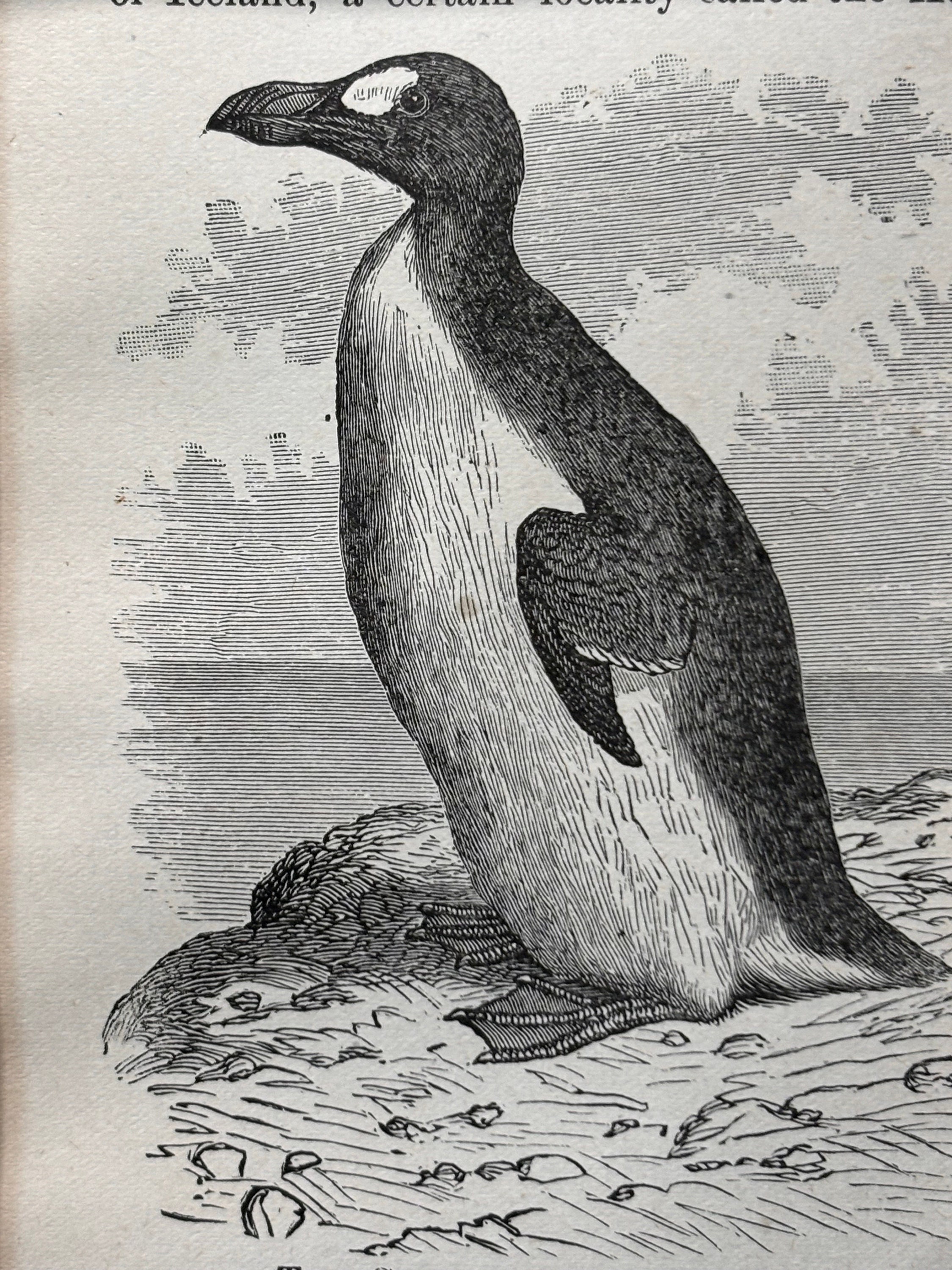 アンティーク　プリント　フレーム　GREAT  AUK Extinct! Great Auk Framed Antique Original Mini Bird Print 4
