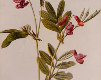 1901 Knollenbohne | Antiker Original- Farbdruck | Wilde Blumen