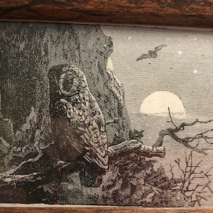 Tawny Owl in the Moonlight | Mini Framed Bird print | Ready to display | Perfect gift for bird lover