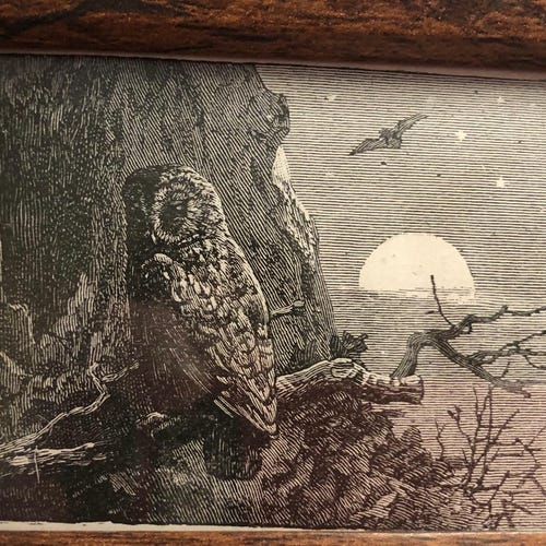 Tawny Owl in the Moonlight | Mini Framed Bird print | Ready to display | Perfect gift for bird lover