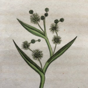 1825 Flower Etching Burweed Antique Botanical Hand colored | Spurganium |  Beautiful garden framable wall art