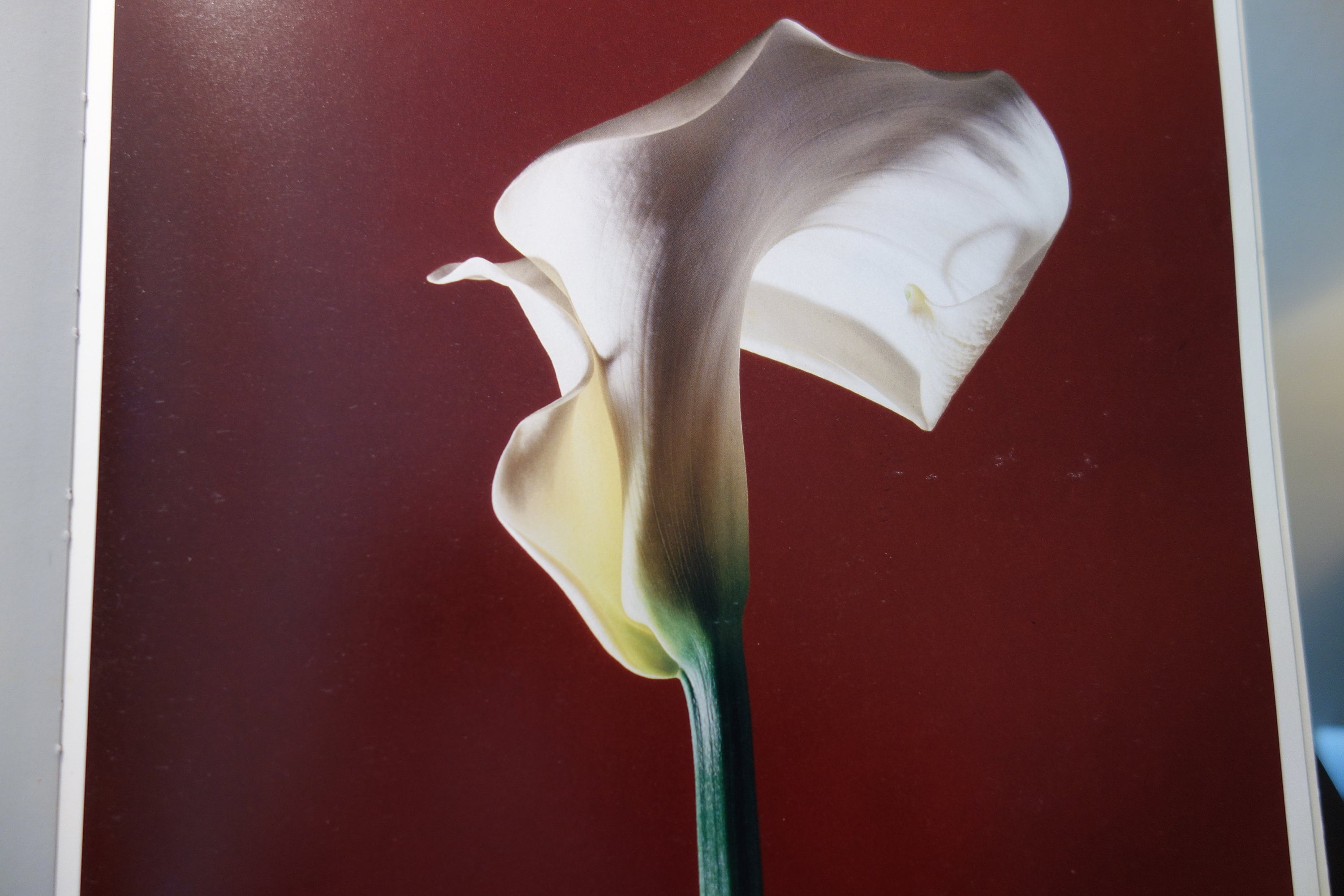Clearance Mapplethorpe Calla Lily White Bloom photography