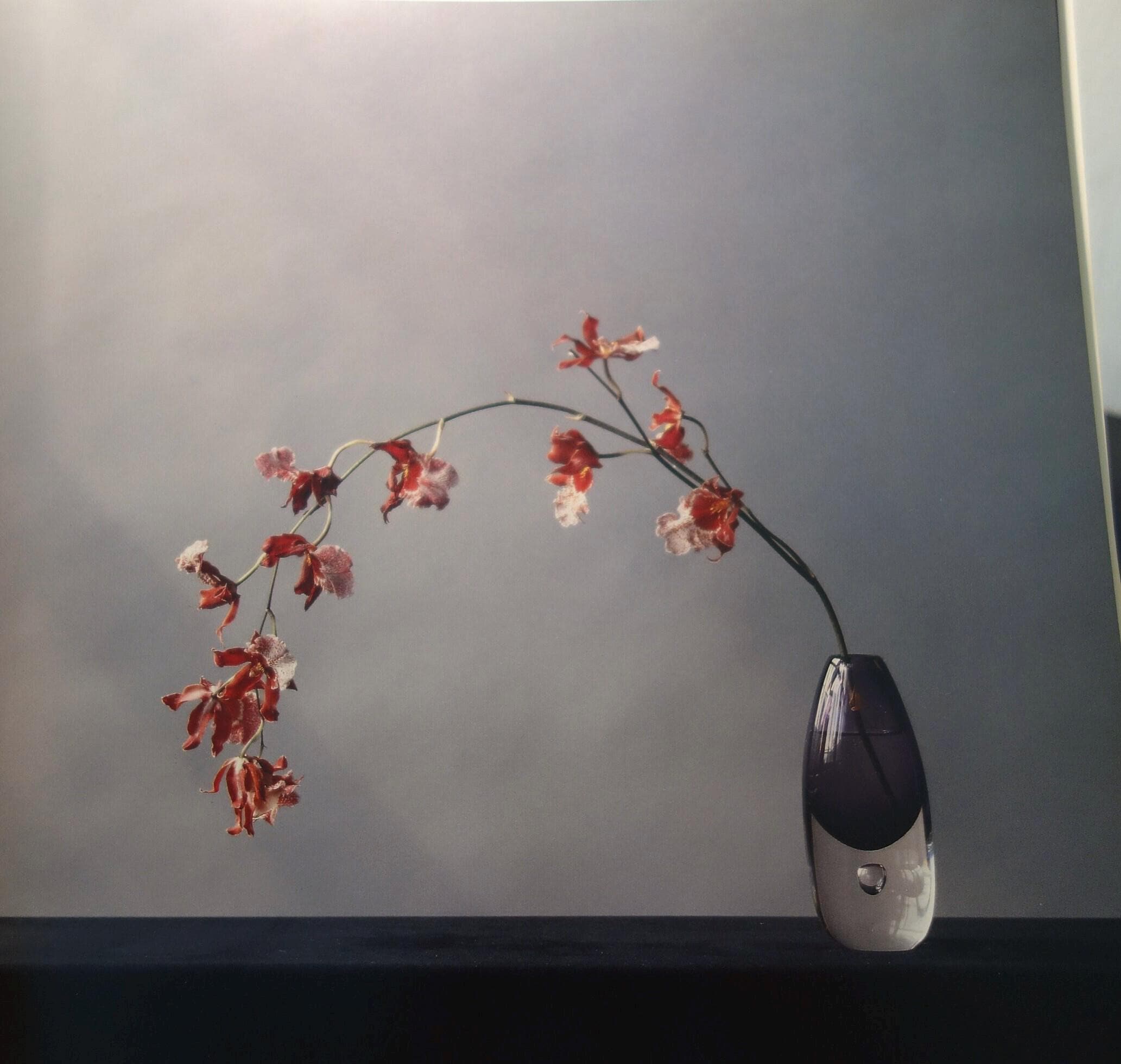Robert mapplethorpe flowers - Etsy 日本