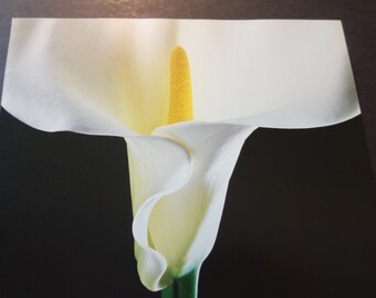 Mapplethorpe White Calla Lilly Large Full Frontal view Black background flower Y Portfolio framable art gift blooms Valentines Photography