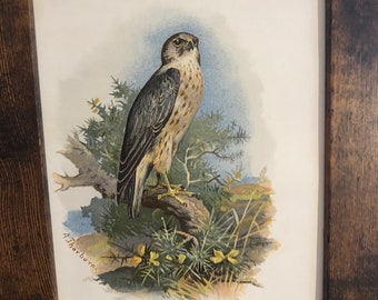 1901 Merlin Framed Antique Original Color Lithograph | Aviary Collection Small Falcon | Signed in Plate by A Thornburn