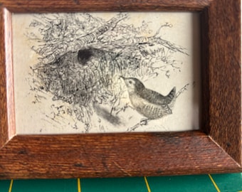 Wren | Framed Tiny Print | From an Antique Naturalist book | Peeking Into from the Nest | Ready to display in your Aviary