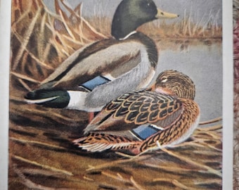 Gräsandpar från 1930, inramat vintagefågeltryck | Klar att visas