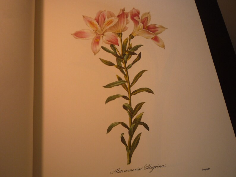 Lily Alstroemeria Pelegrina Redoute Flower Botanical Print Lithograph beautiful garden floral decor 1990 Lily of the Incas 13 by 10.5 in image 4