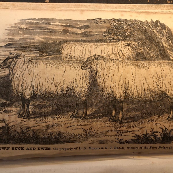 Ovins 1851, lauréats du prix de l'agriculture de New York, gravure sur acier originale de la ferme à la table, oeuvre d'art murale ancienne