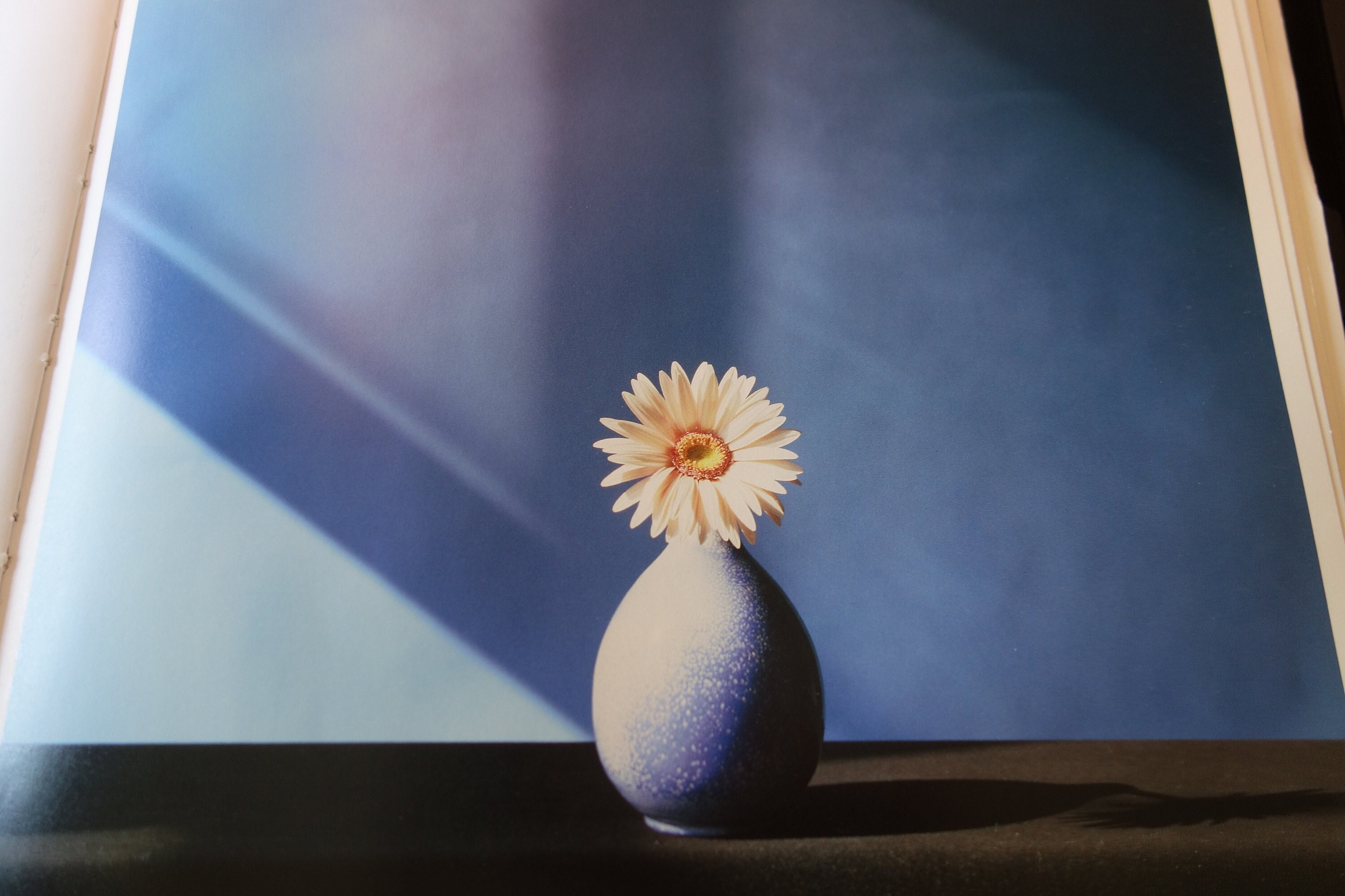 Mapplethorpe Daisy in Short Vase Dramatic Modern Art Flowers Y