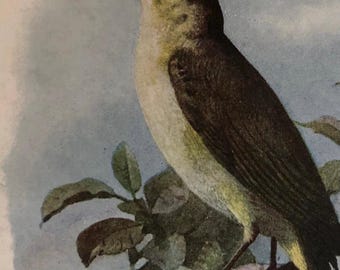 1901 | チフチャフプリント | アンティークオリジナルカラーリトグラフ