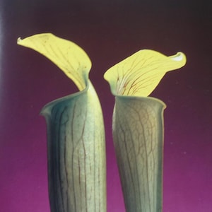 Puede incluir: Dos plantas carnívoras con pétalos amarillos sobre un fondo morado oscuro. Las plantas tienen un color verde y beige con vetas rojas. Los pétalos están curvados y se extienden hacia arriba, creando un contraste llamativo.