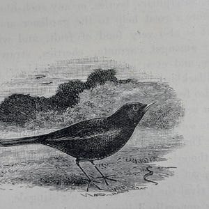 1901 Blackbird | Mini Framed Antique Original print | Ready to display | Perfect little gift for bird lover