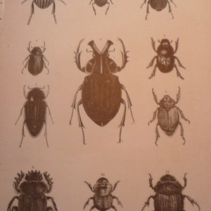 Puede incluir: Una ilustración vintage de 11 tipos diferentes de escarabajos. Los escarabajos están dibujados en blanco y negro y están etiquetados con los números del 1 al 11. La imagen se titula "Scarabaeid Beetles".