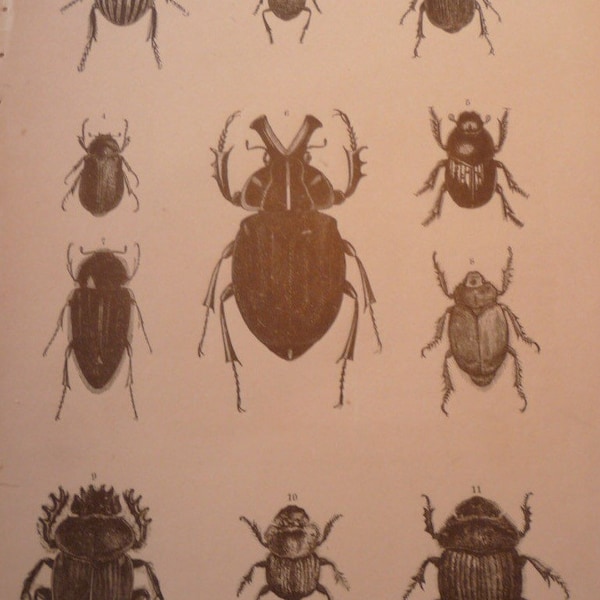 Scarab Beetles -  North American leaf-eating beetles - 1888 etching - detailed print -  framable - for naturalist - gardener