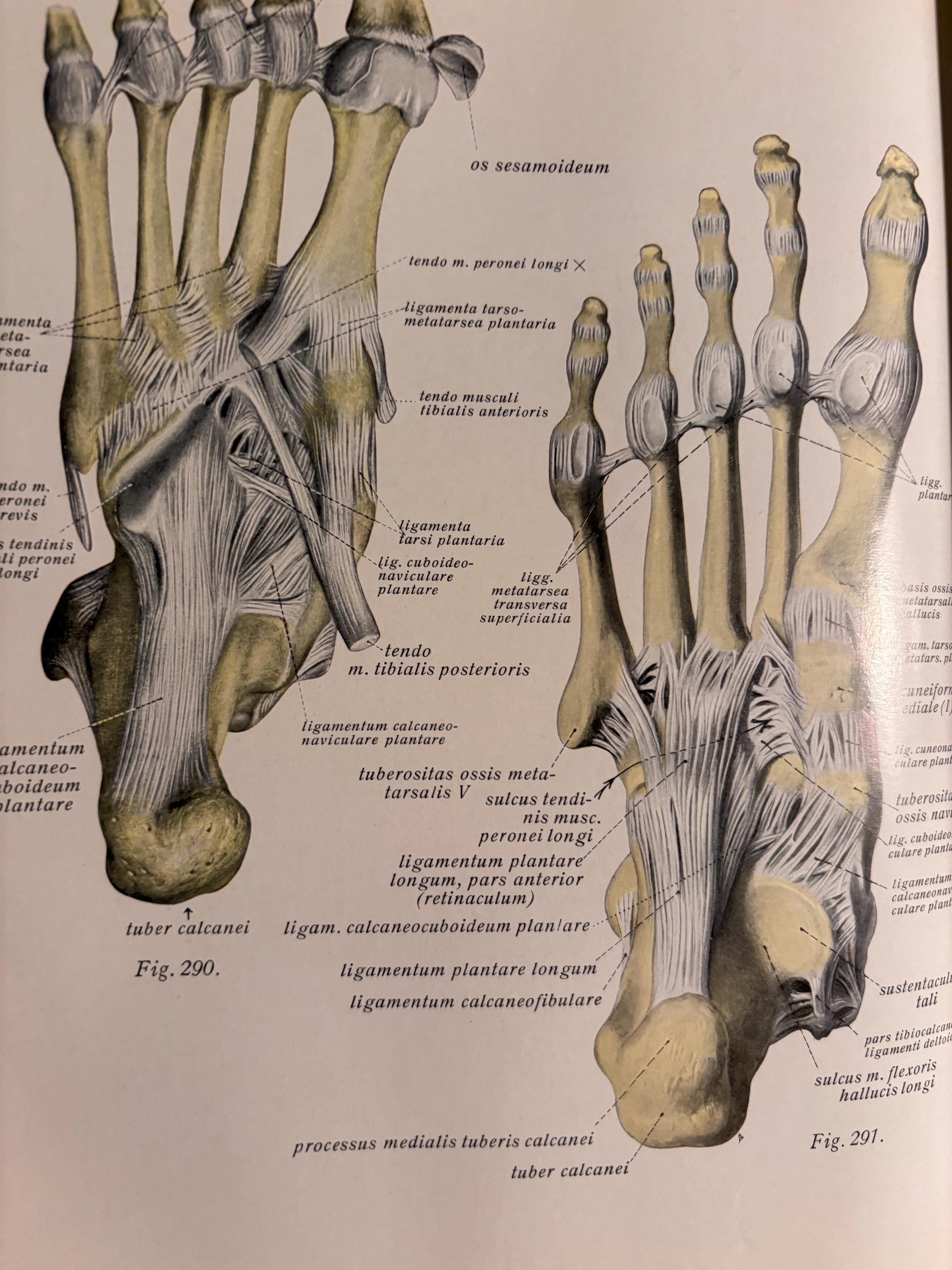 Ligaments of the Feet | Human Anatomy Vintage Print | 1954 Illustration ...