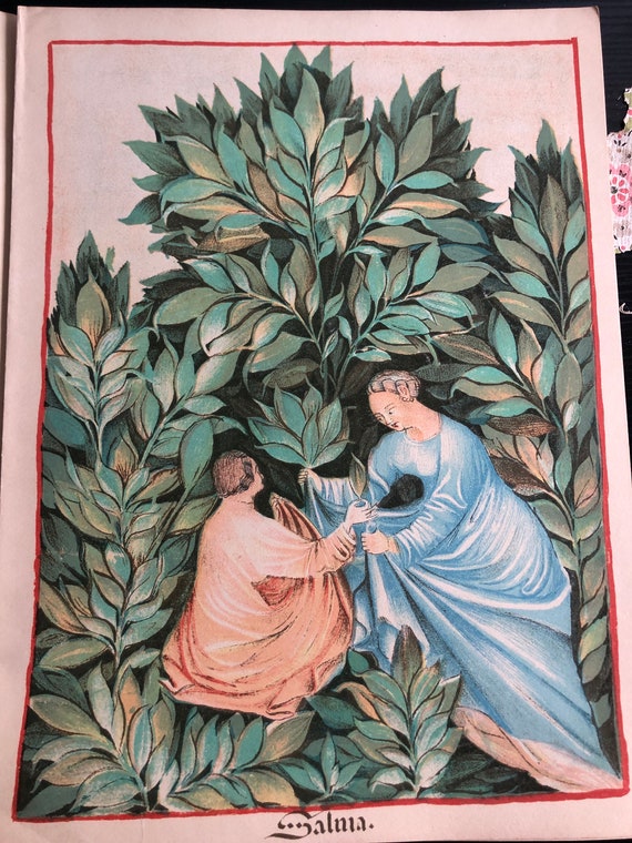 Sage as a Herbal Remedy Medieval Art Original Lithograph 1939 From