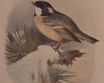 1901 Cole Tit | Antique Original Color Print | Aviary Collection British Bird | Signed in Plate Beautiful to display