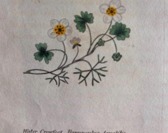 Gravura antiga de flor White Water Crowfoot de 1825 | Colorida à mão
