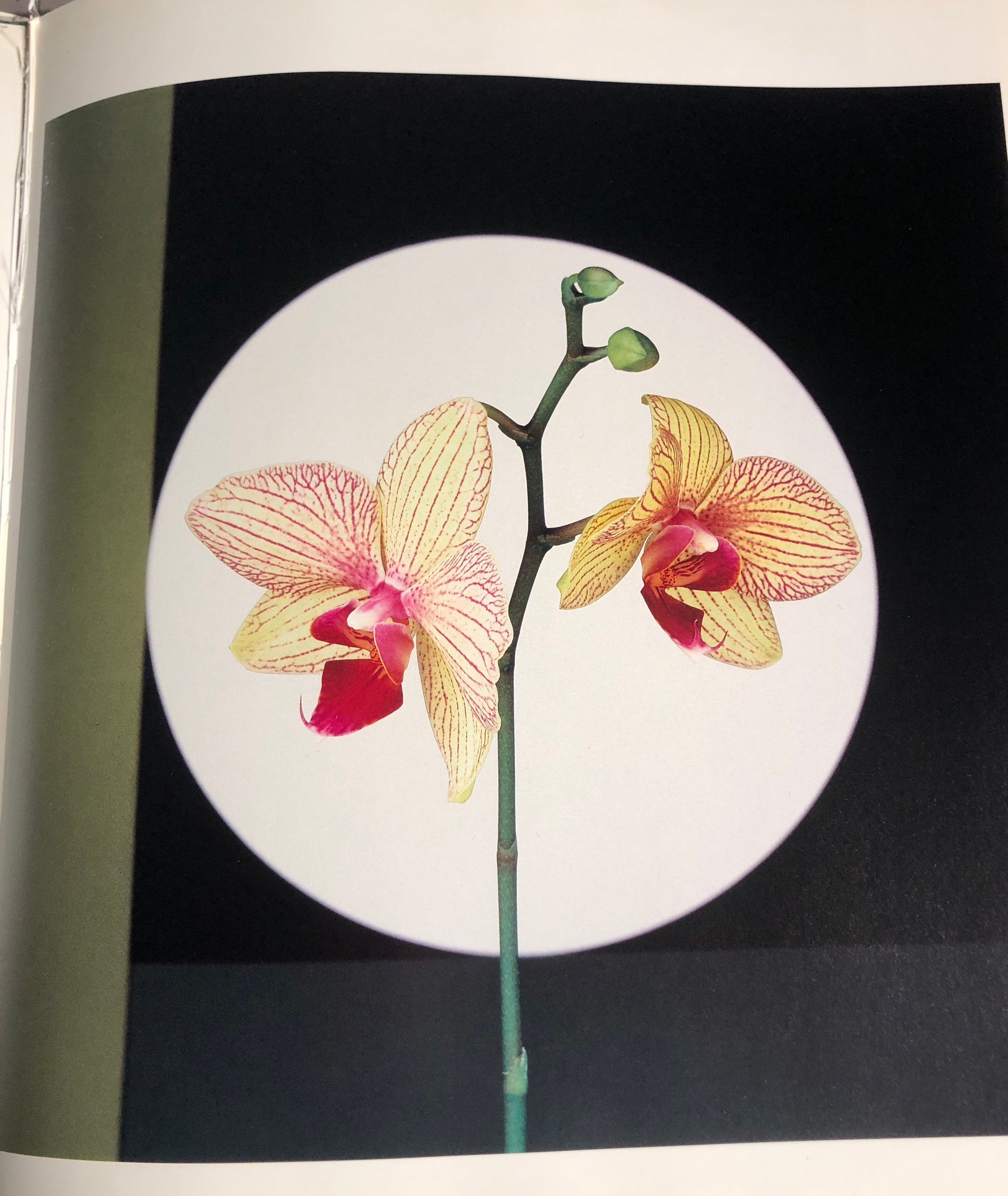 Robert mapplethorpe flowers - Etsy 日本