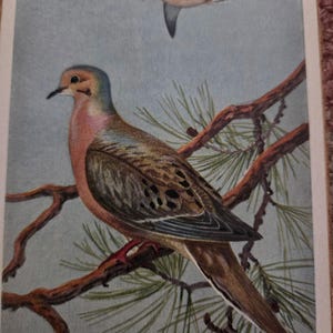 May include: A vintage illustration of two doves. One dove is perched on a branch with green needles, while another flies in the sky. The dove on the branch has brown, pink, and blue feathers. The artist's signature is visible.