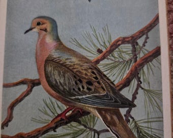 Colombe triste de 1930, impression d'oiseau vintage encadrée | Prêt à afficher