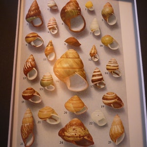 May include: A collection of 25 different snail shells, numbered 1 through 25, arranged in rows on a white background. The shells are various shades of brown, tan, and white, with some having stripes or patterns.