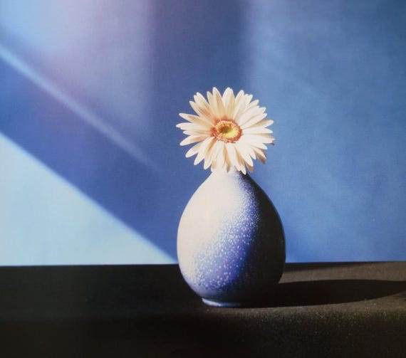 Mapplethorpe Daisy in Short Vase Dramatic Modern Art Flowers Y
