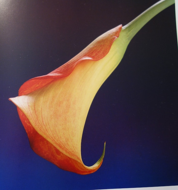 ロバート・メイプルソープ エディションプレート [Calla Lily] 20190828_1.jpg?fit=800,800&ssl=1