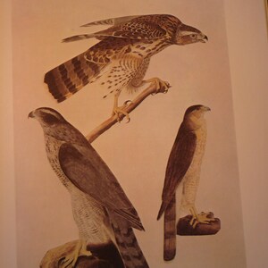 Audubon - Hawks - Audubon Color Plate from 1800s painting   - gift for birders - nature lovers oversized 13 by 10.5 - Florida Keys