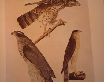 Audubon - Hawks - Audubon Color Plate from 1800s painting   - gift for birders - nature lovers oversized 13 by 10.5 - Florida Keys