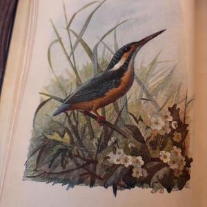 1901 Kingfisher Framed Antique Original Color Lithograph | Aviary Collection British Bird | Signed in Plate by A Thornburn